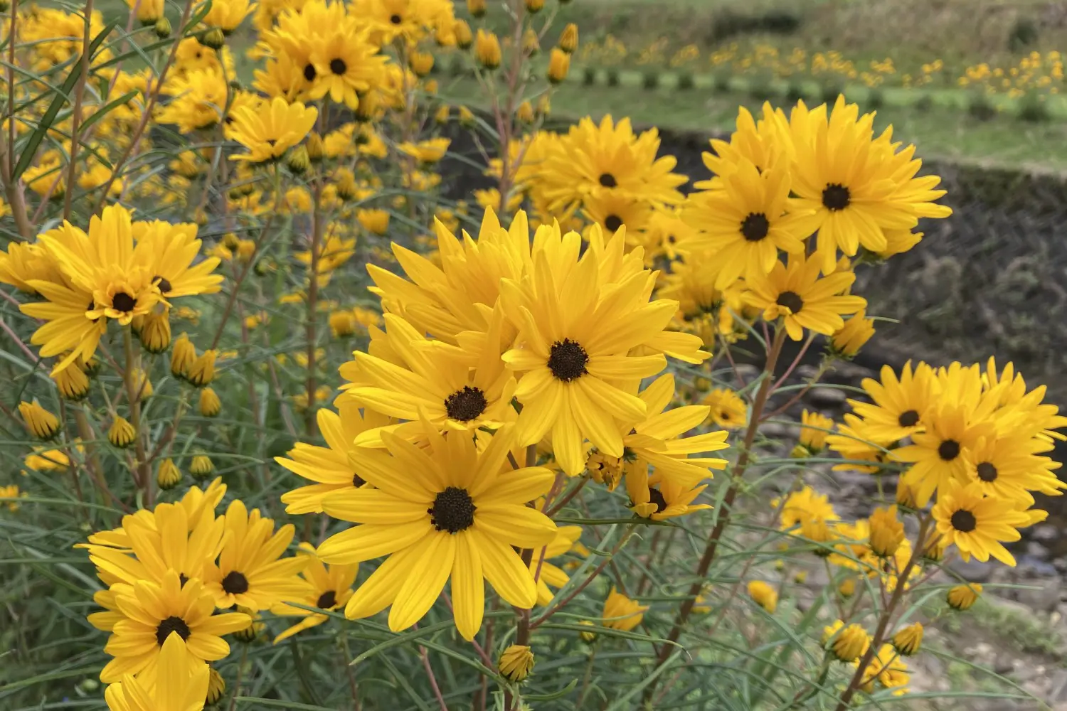 この秋の花知ってる 華やかな川沿いの景色 十日町市観光協会