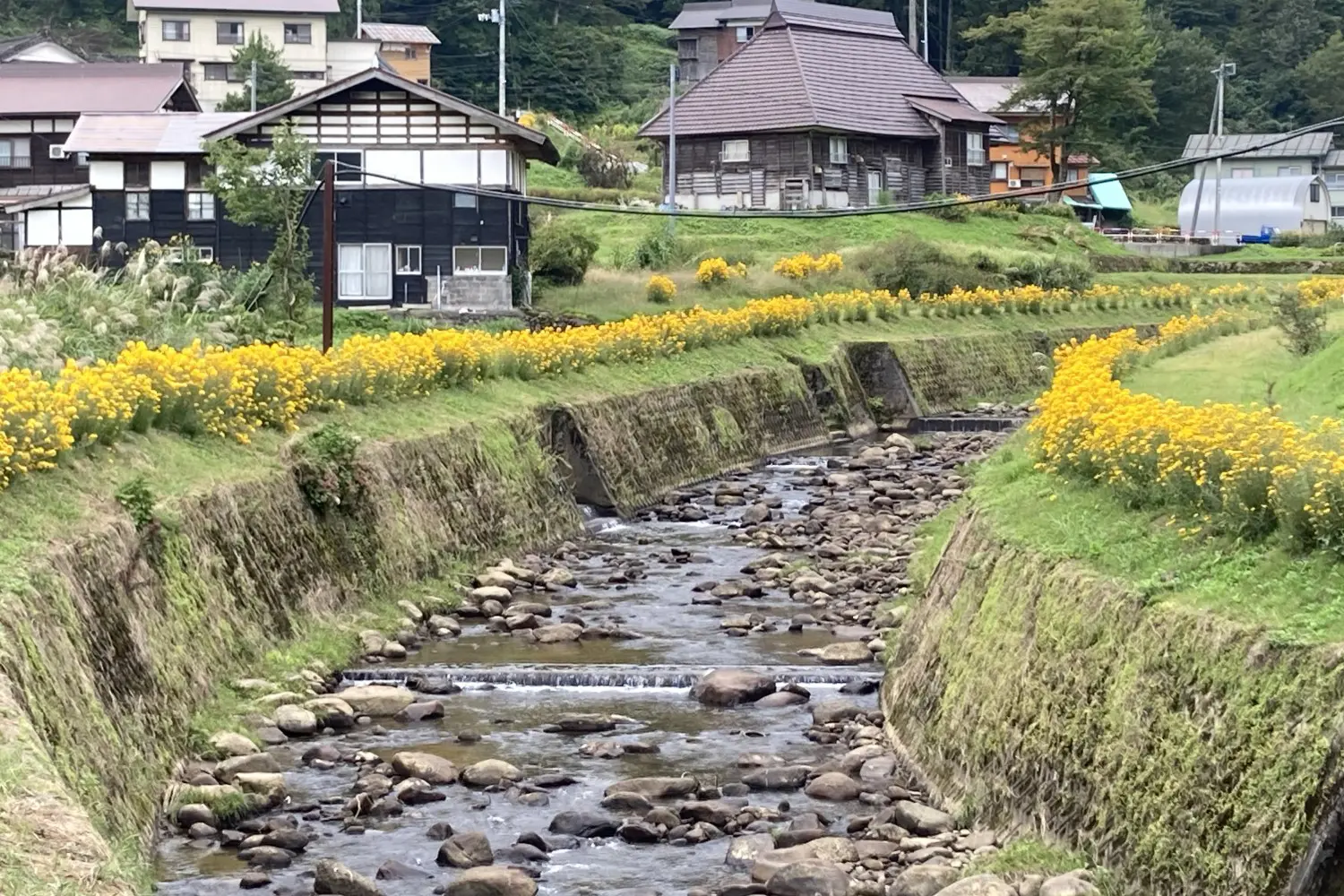 この秋の花知ってる 華やかな川沿いの景色 十日町市観光協会