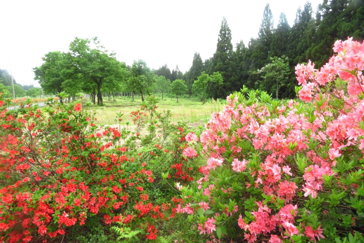 5/23 つつじ原公園の様子 | 十日町市観光協会